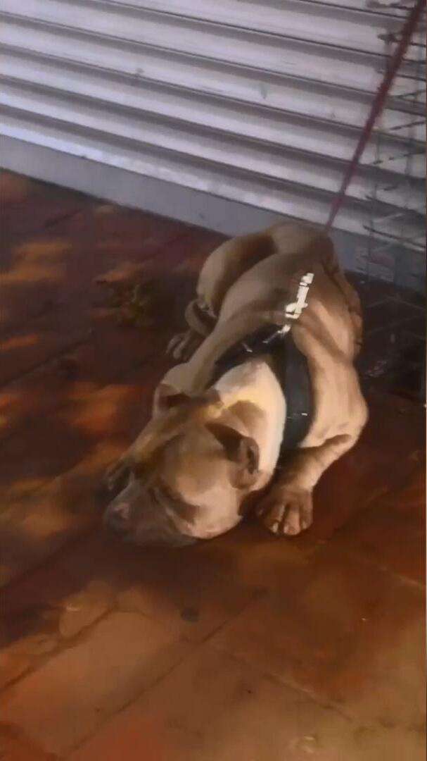 Köpeğine saldıran pitbullun sahibini 3 yerinden bıçakladı 8